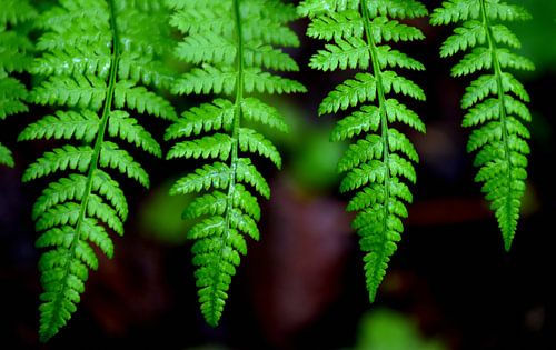 Varenbladeren in de tuin