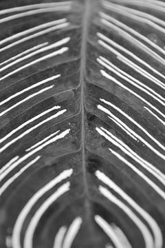 Patterns on a leaf in black and white. by Christa Stroo photography