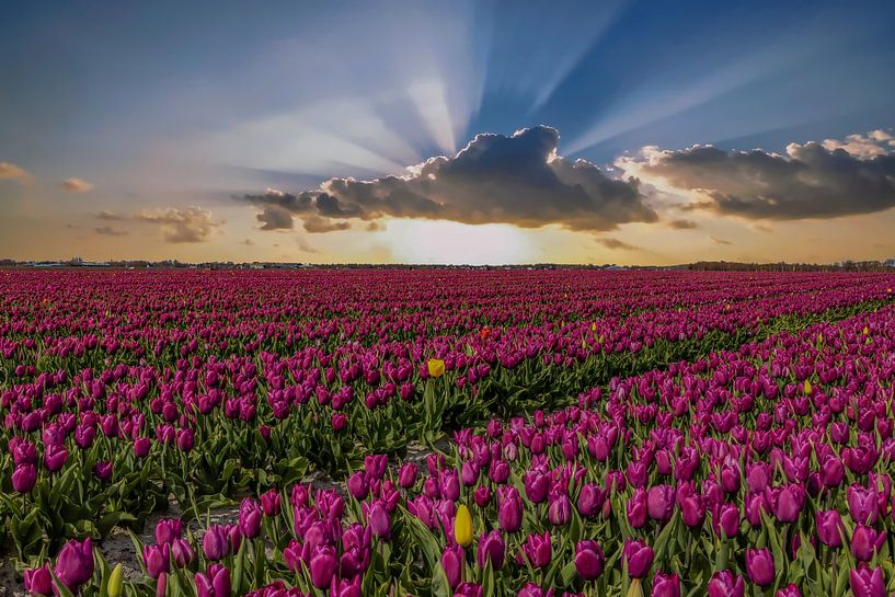 Tulpenfelder in den Niederlanden, die Zwiebelfelder von Gert Hilbink