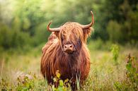 Schotse Hooglander in hoog gras tijdens de lente van Evelien Oerlemans thumbnail