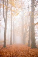 Fog in the forest
