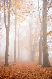 Nebel im Wald von Coby Bergsma