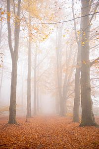 Mist in het bos van Coby Bergsma
