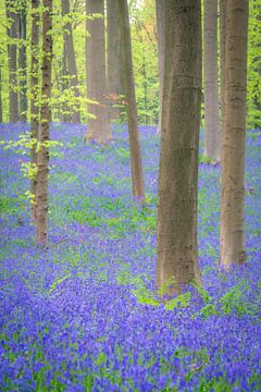 Bluebell flowers growing on the forest floor in the Hallerbos by Sjoerd van der Wal