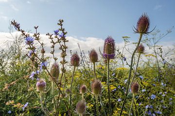 Nederlandse akkerrand met bloeiende planten van Ruud Morijn