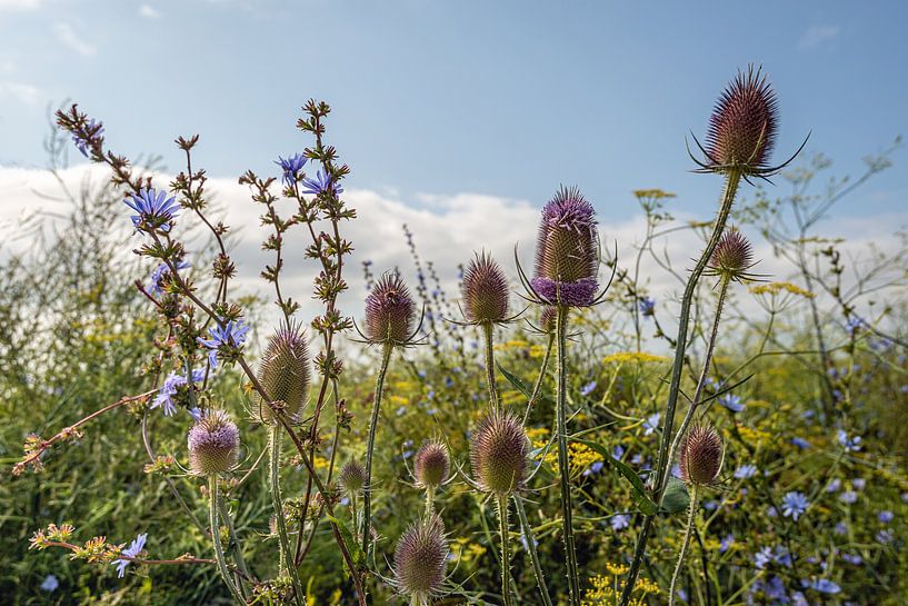 Bordure de champ hollandais avec des plantes à fleurs par Ruud Morijn
