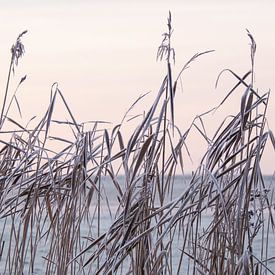 Reedside in winter by Ton van Waard - Pro-Moois