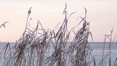 Rietkant in de winter van Ton van Waard - Pro-Moois