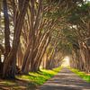 Point Reyes Cypress Tree Canopy Photo - California Fine Art Nature Photography by Daniel Forster