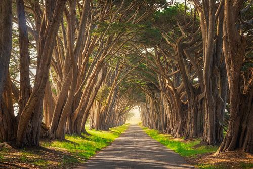 Point Reyes Zypressen Baumkronen Foto - Kalifornien Fine Art Naturfotografie