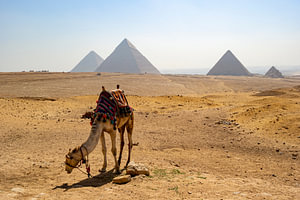 Kamel in der Wüste bei den Pyramiden von Gizeh im Sommer