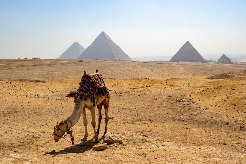 Chameau dans le désert près des pyramides de Gizeh en été par Animaflora PicsStock
