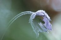Wildemanskruid met dauwdrupeltjes von Mirakels Kiekje Miniaturansicht