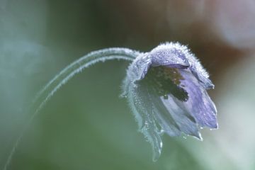 Pasque flower with water drops. von Mirakels Kiekje