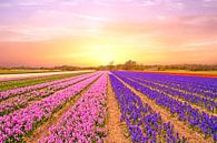 Tulip fields in the Netherlands in spring at sunset van Eye on You thumbnail