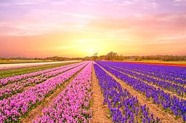 Tulip fields in the Netherlands in spring at sunset von Eye on You