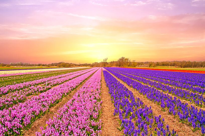 Tulip fields in the Netherlands in spring at sunset van Eye on You