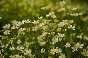 Voorjaarsbloemen sur Arno Wolsink