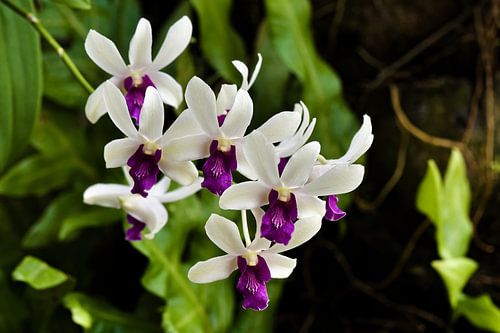 Levendige orchideeënbloemen met dieppaars hart