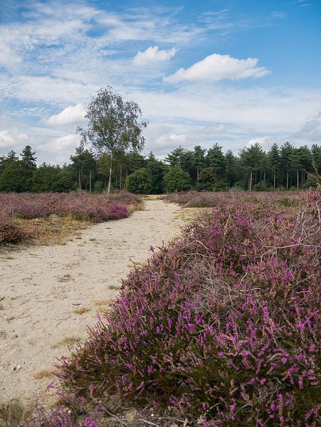 Die blühende Heide des Maashorst von Moniek van Rijbroek