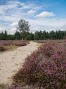 Die blühende Heide des Maashorst von Moniek van Rijbroek Miniaturansicht