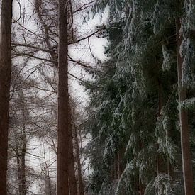 Winter in Baggelhuizen Dreamy by Henriette Tischler van Sleen
