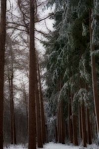L'hiver à Baggelhuizen Dreamy