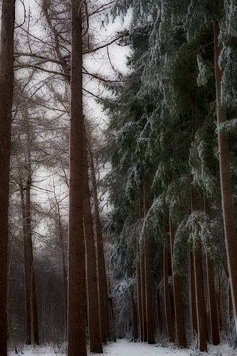 L'hiver à Baggelhuizen Dreamy
