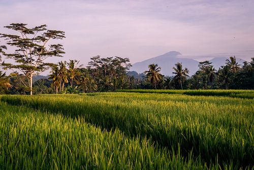 Rice field in the morning