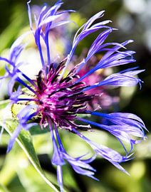 Natuur in kleur von Wilfred Roelofs