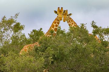 Reticulated giraffen van Peter Michel