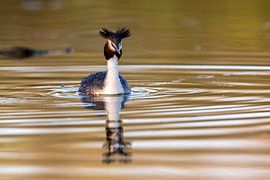 Great Crested Grebe (Podiceps cristatus) by Dirk Rüter