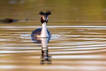 Great Crested Grebe (Podiceps cristatus) by Dirk Rüter