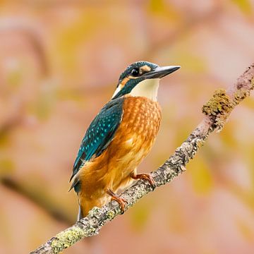 IJsvogel, de blauwe flits van Bert Huisman