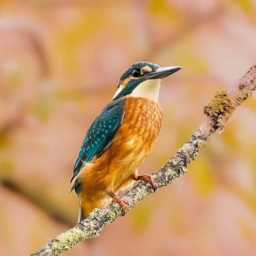 Martin-pêcheur, l'éclair bleu