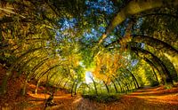 360view in herfstbos