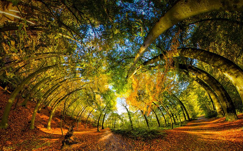 360° Aussicht im Herbstwald von Marcel van Kan