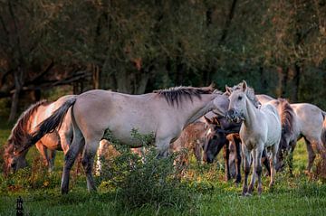 Grooming in the evening sun. van Robin Pics (verliefd op Utrecht)