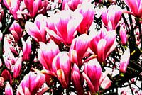 Magnolia