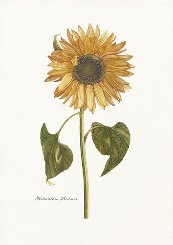 Helianthus Annuus
