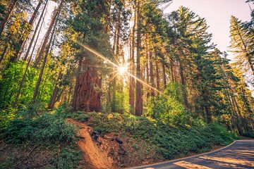 Emerging At Sequoia National Park