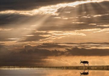 Zonsondergang wildlife van Marcel van Balken