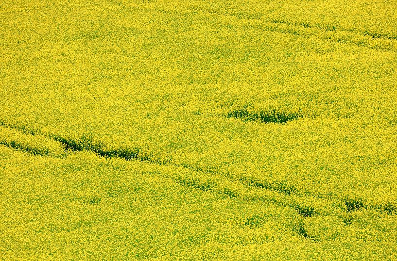 Landscape in May with rape by Thomas Jäger