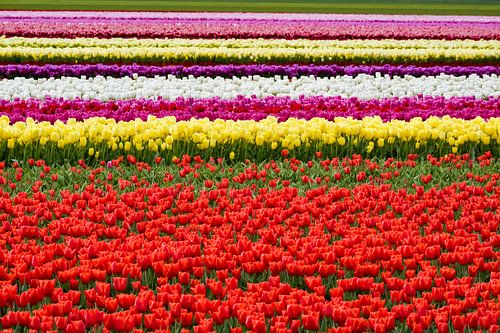 Tulpen kleuren