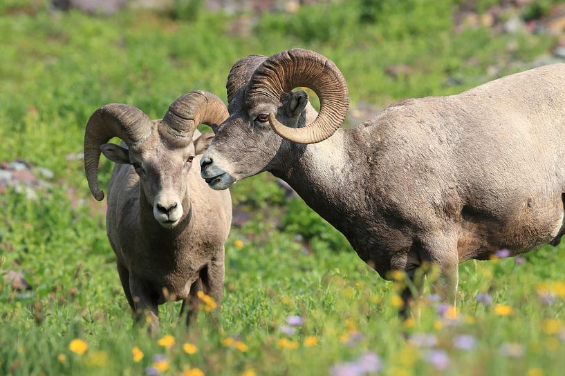 Bighorn Sheep Glacier National Park Montana USA by Frank Fichtmüller