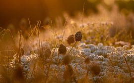 Sonnenuntergang1 von Martin van Berloo