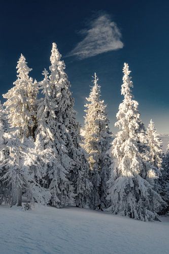 Snow-covered conifers in winter morning in the Tannheim Valley