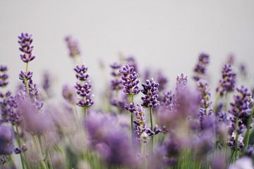 Lavendel | Sommer Nahaufnahme von Suzanne Spijkers