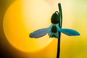 Greater Snowdrop (Galanthus elwesii) sur AGAMI Photo Agency