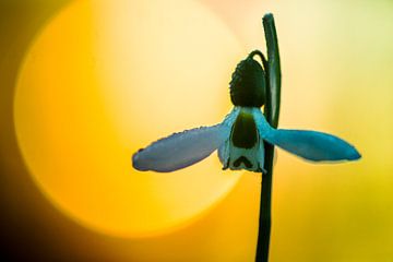 Greater Snowdrop (Galanthus elwesii) von AGAMI Photo Agency